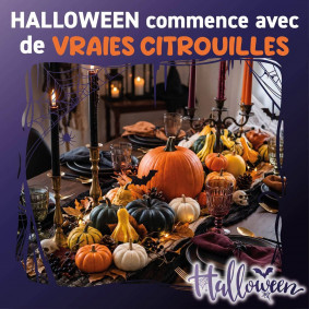 Trafic Catalogue