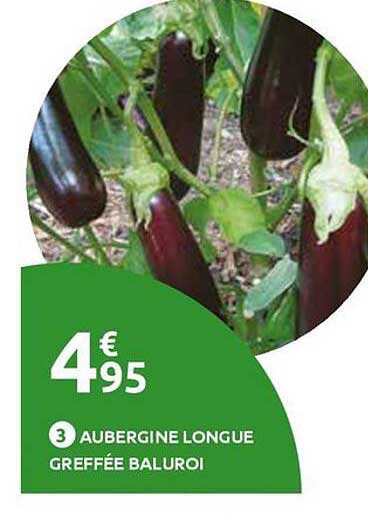 3 AUBERGINE LONGUE GREFEE BALUROI