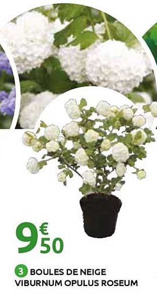 3 BOULES DE NEIGE VIBURNUM OPULUS ROSEUM