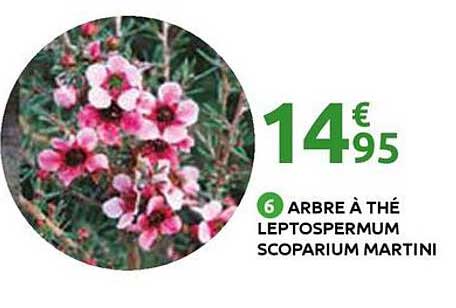 ARBRE À THÉ LEPTOSPERMUM SCOPARIUM MARTINI