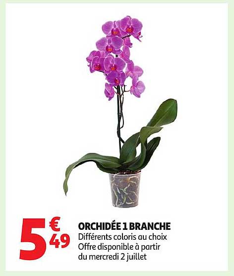 ORCHIDÉE 1 BRANCHE