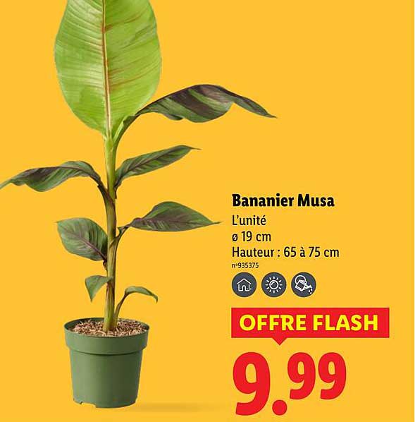 Bananier Musa