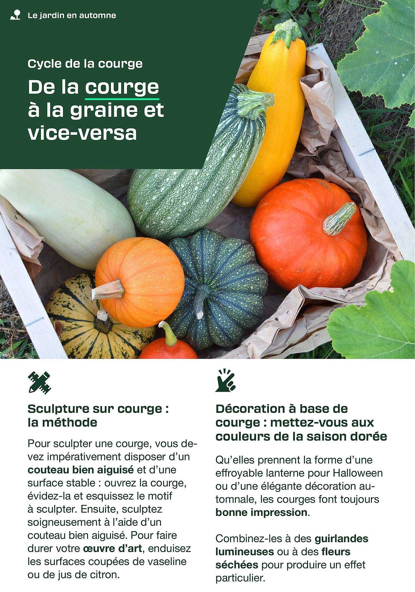 Cycle de la courge De la courge à la graine et vice-versa