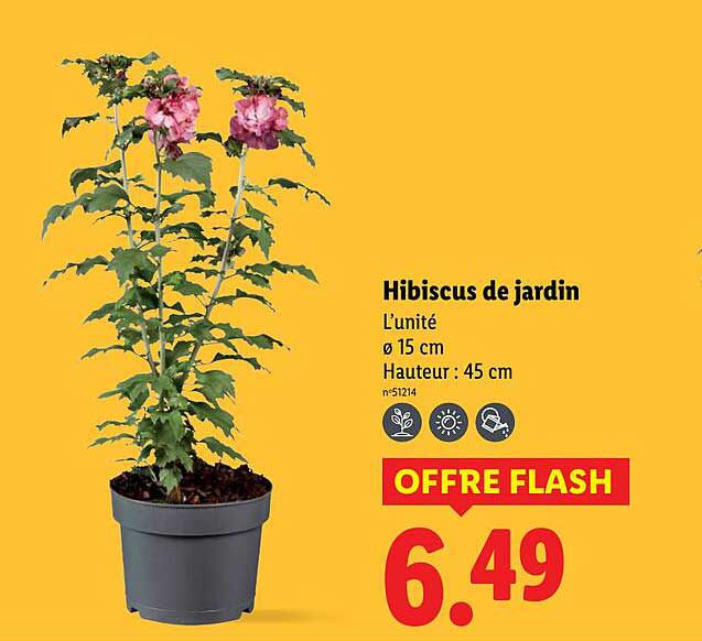 Hibiscus de jardin