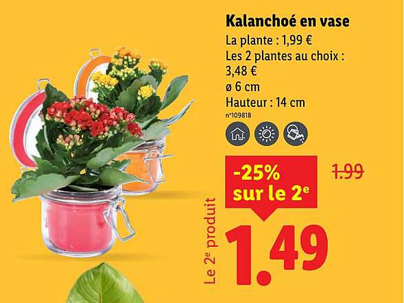 Kalanchoé en vase