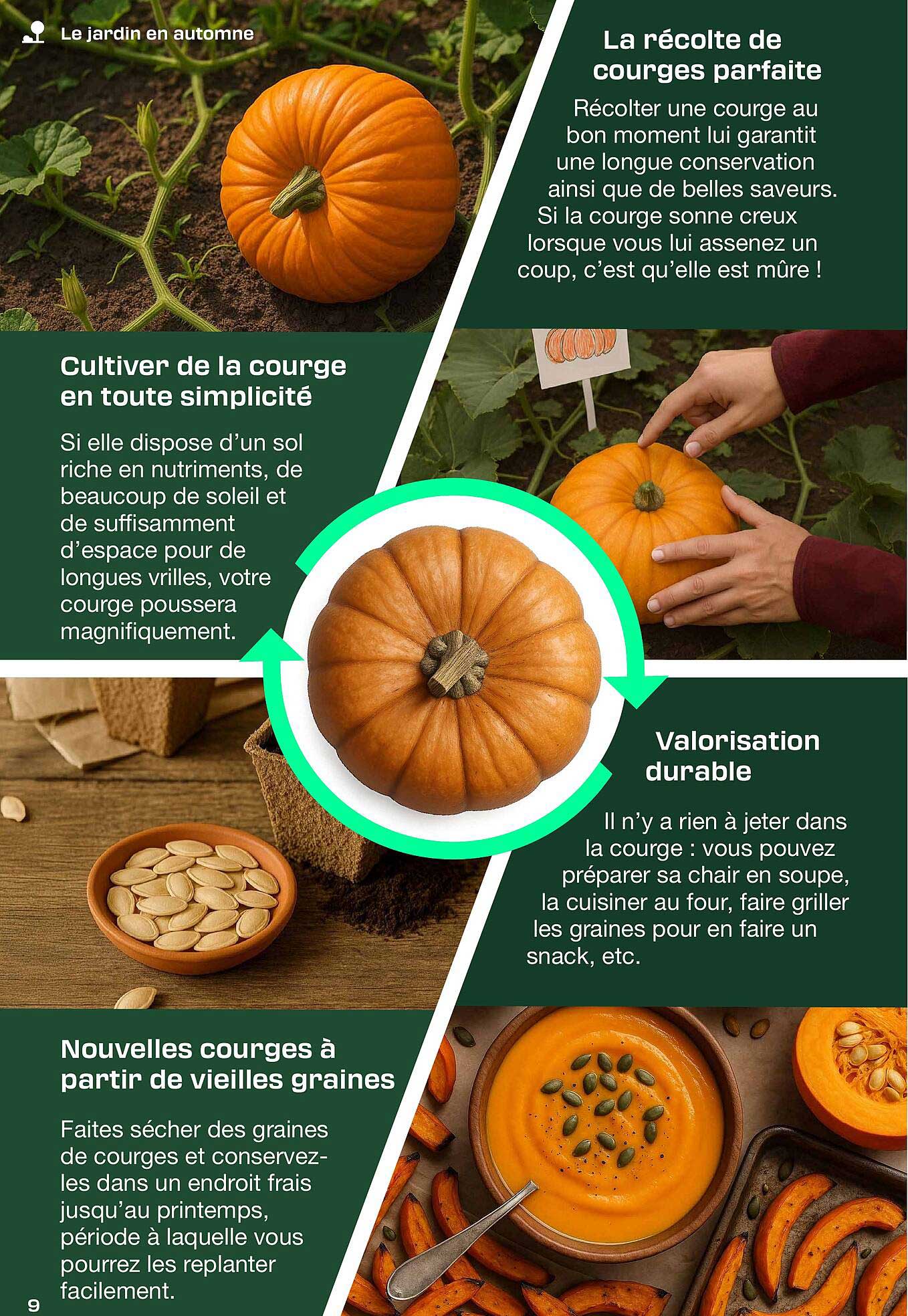 La récolte de courges parfaite