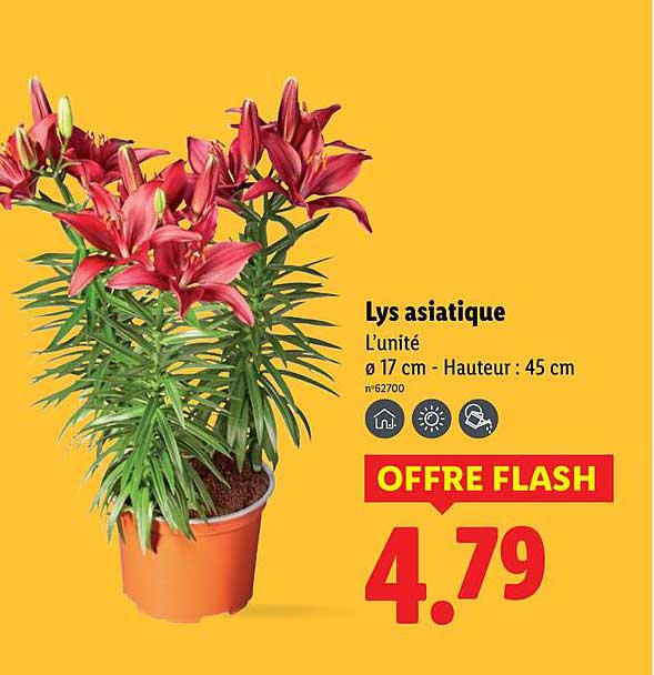 Lys asiatique