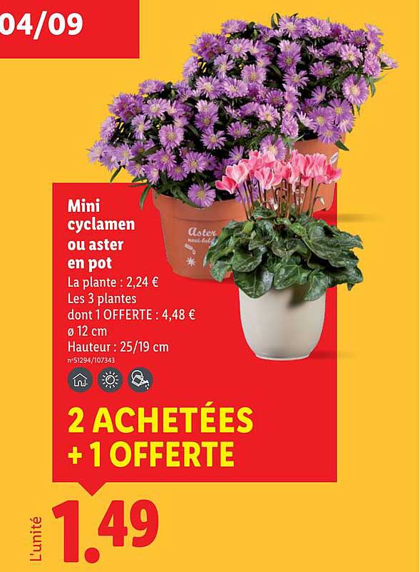 Mini cyclamen ou aster en pot
