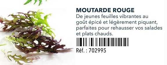MOUTARDE ROUGE