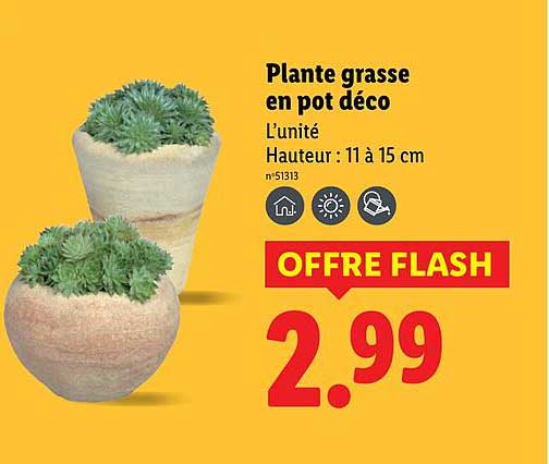 Plante grasse en pot déco