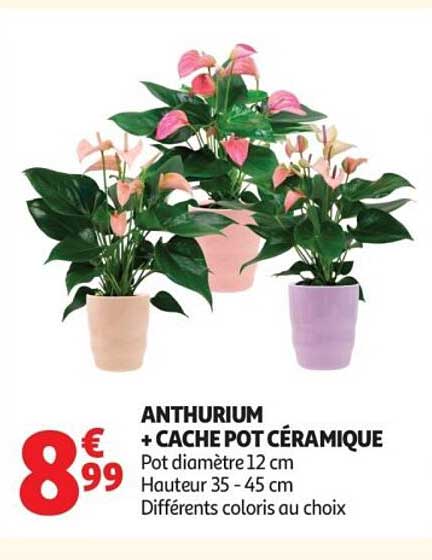 ANTHURIUM + CACHE POT CÉRAMIQUE