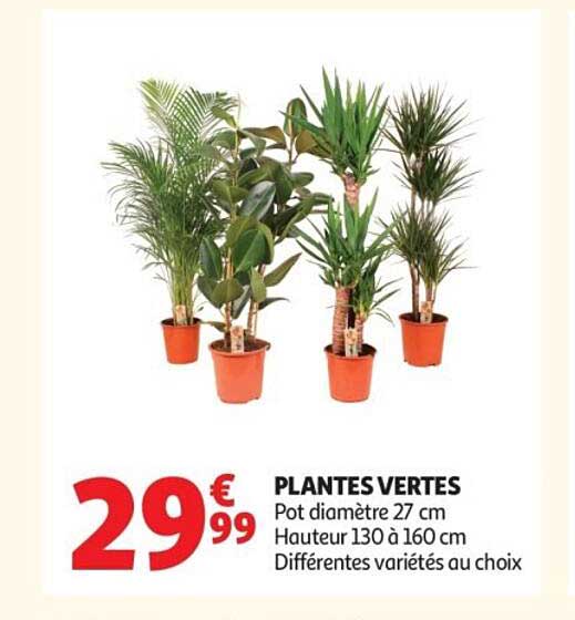 PLANTES VERTES