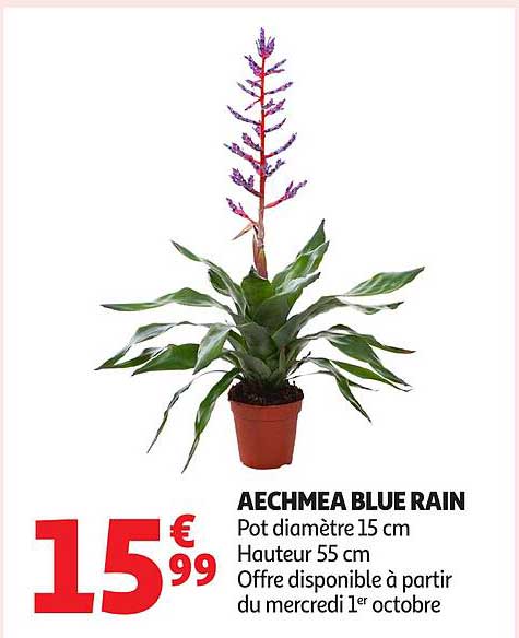 AECHEA BLUE RAIN