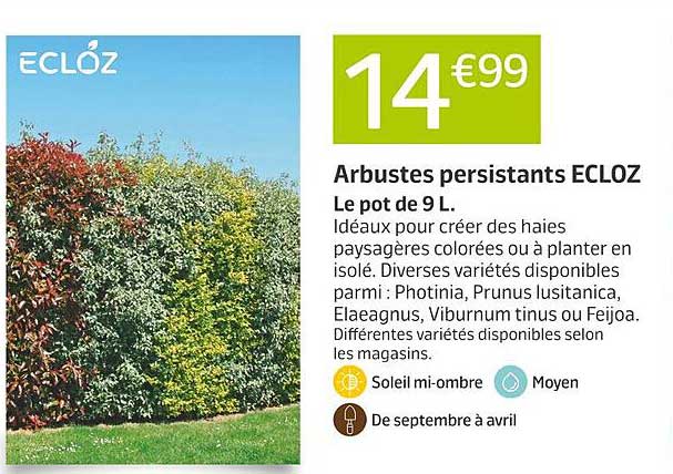 Arbustes persistants ECLOZ