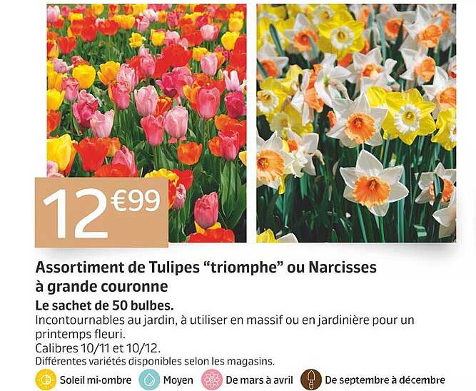 Assortiment de Tulipes “triomphe” ou Narcisses à grande couronne