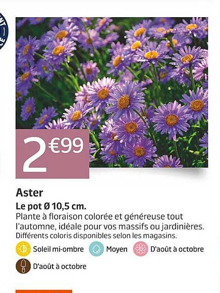 Aster