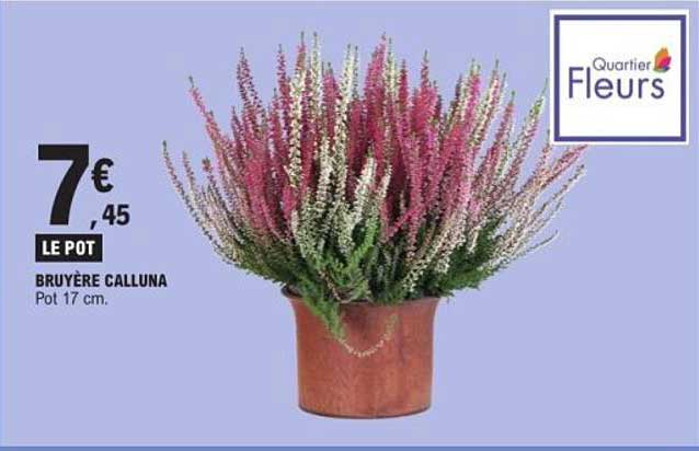 Bruyère Calluna