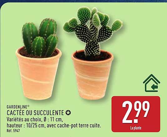Cactée ou Succulente