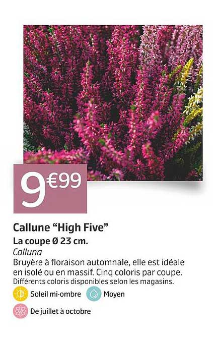 Callune "High Five"