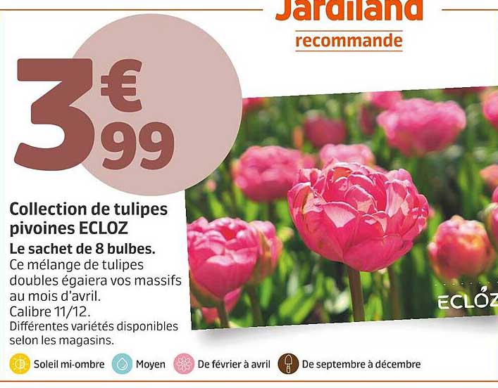 Collection de tulipes pivoines ECLOZ