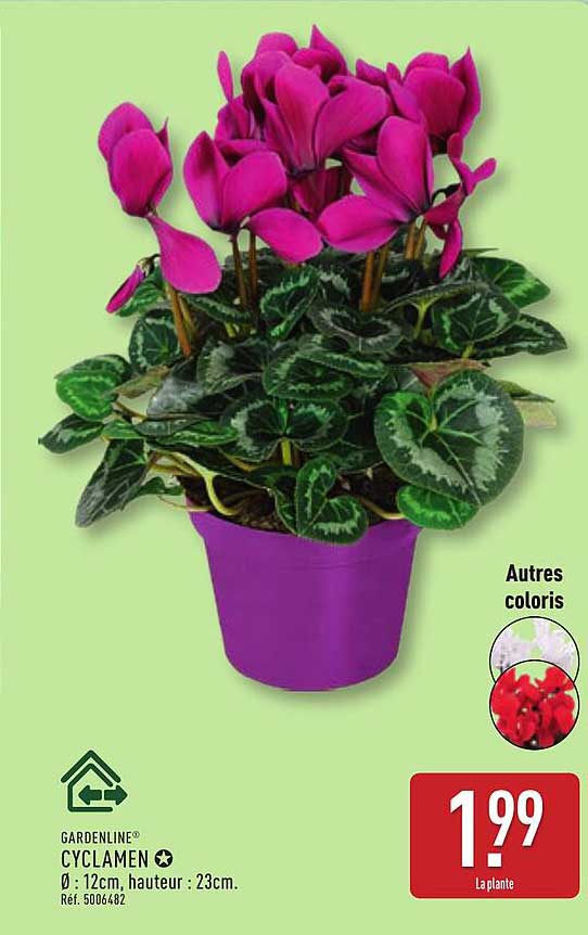 CYCLAMEN