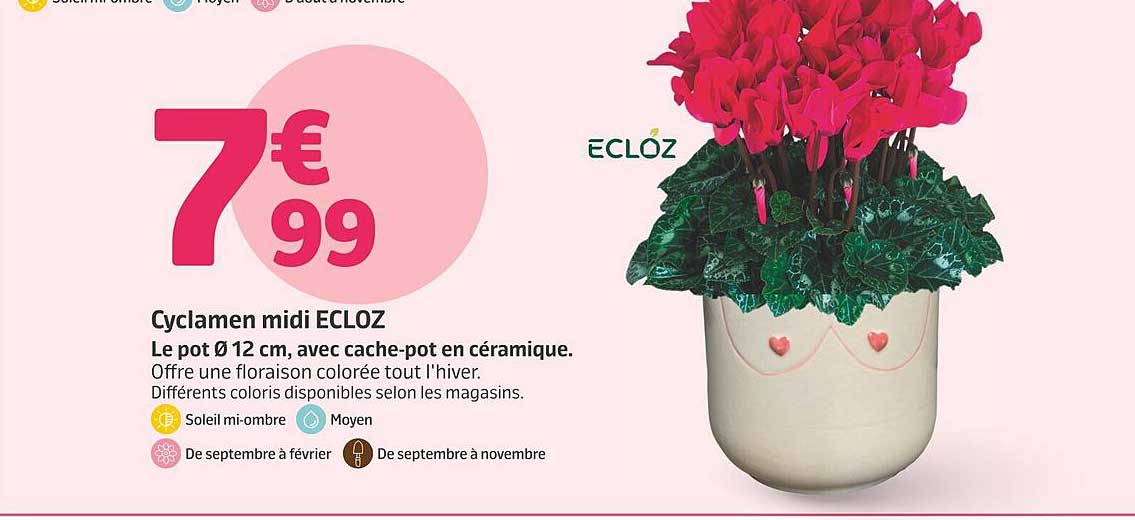 Cyclamen midi ECLOZ