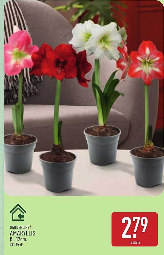 GARDENLINE® AMARYLLIS Ø 12cm