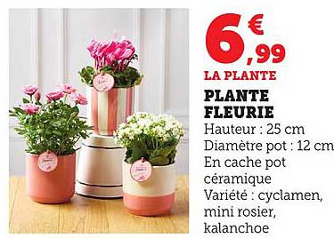 LA PLANTE FLEURIE