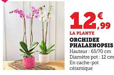 LA PLANTE ORCHIDEE PHALAENOPSIS