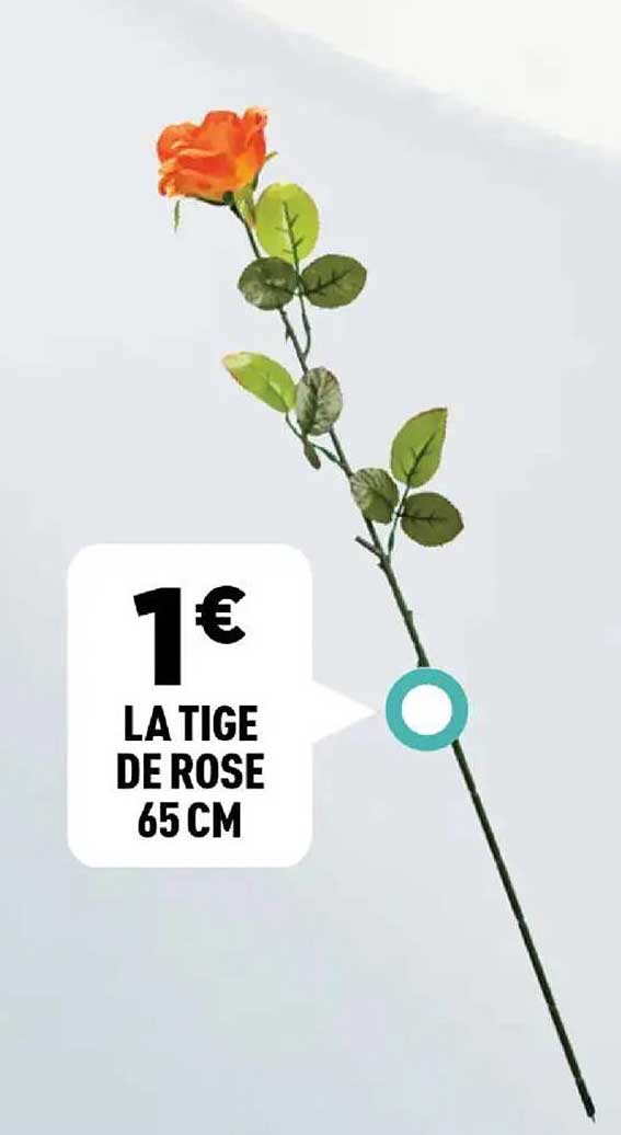 LA TIGER DE ROSE 65 CM