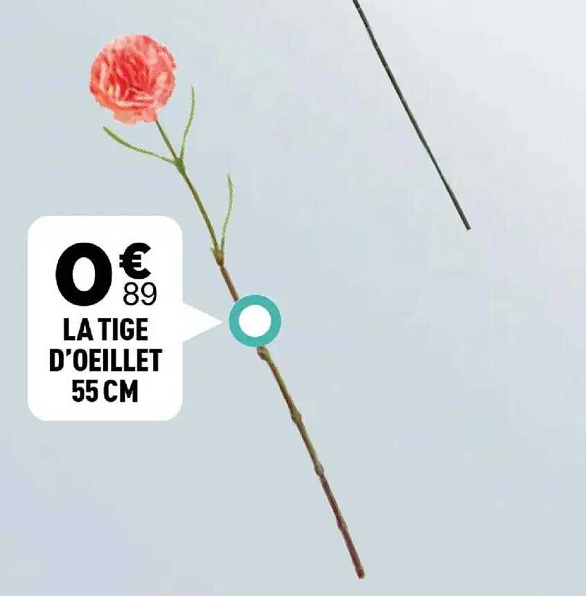 LA TIGES D'OEILLET 55 CM