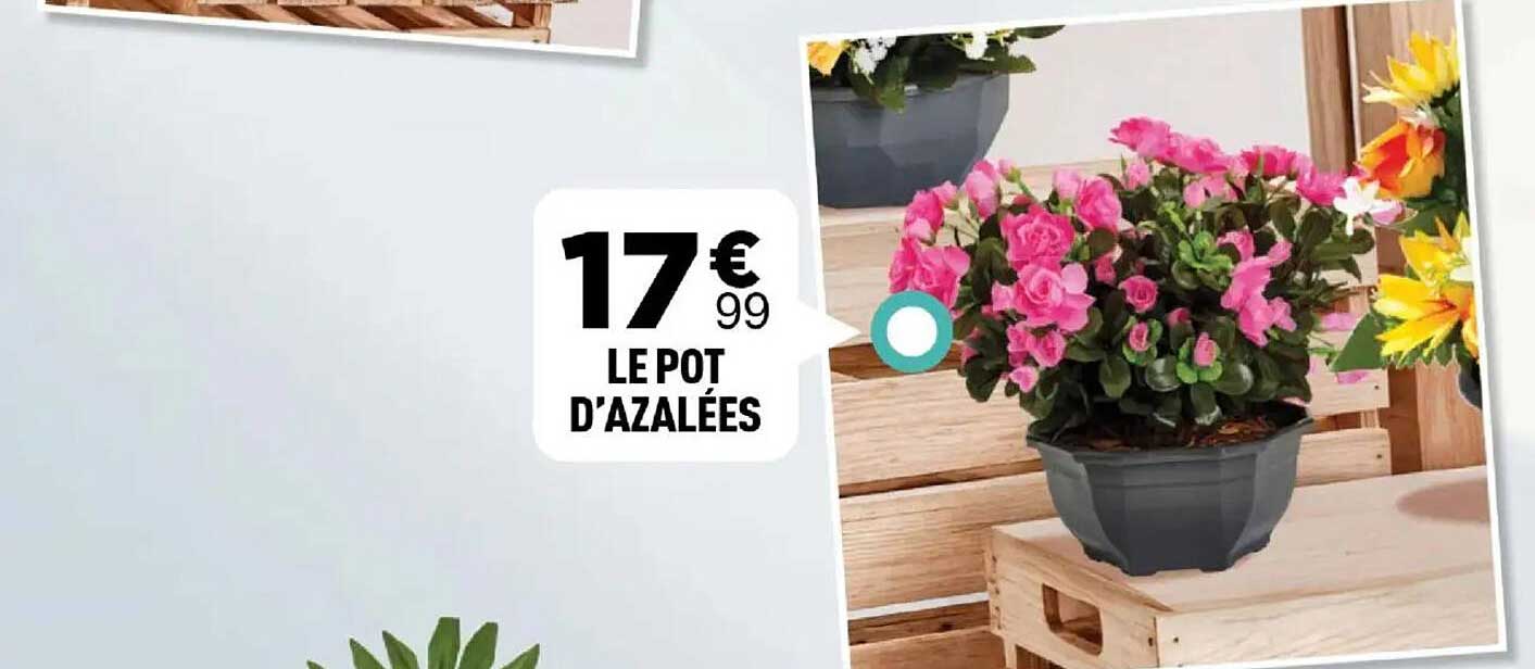 LE POT D’AZALÉES