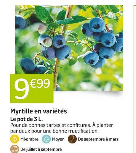 Myrtille en variétés