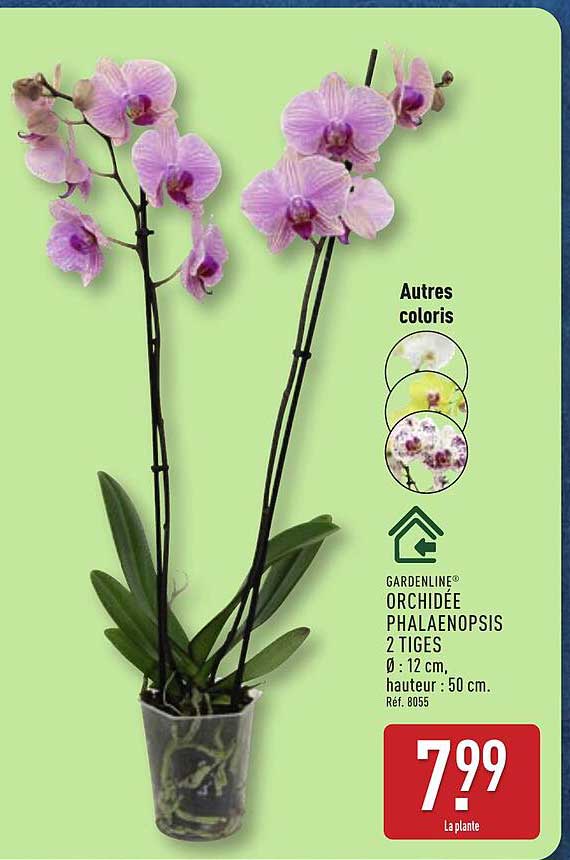 ORCHIDÉE PHALAENOPSIS 2 TIGES