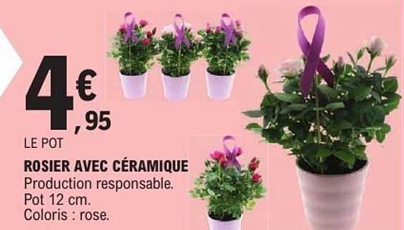 ROSIER AVEC CÉRAMIQUE