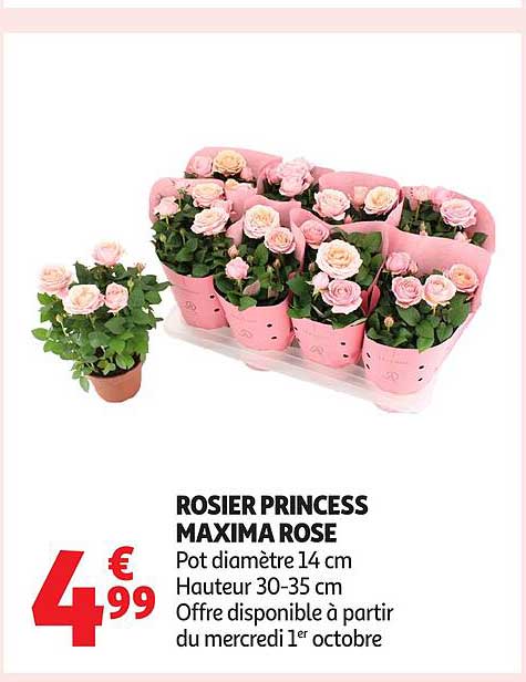 ROSIER PRINCESS MAXIMA ROSE