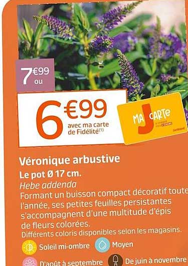 Véronique arbustive