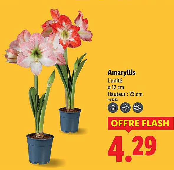 Amaryllis