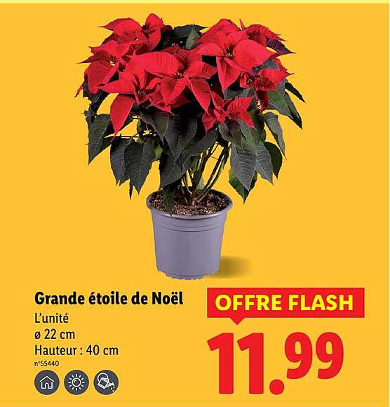 Grande étoile de Noël