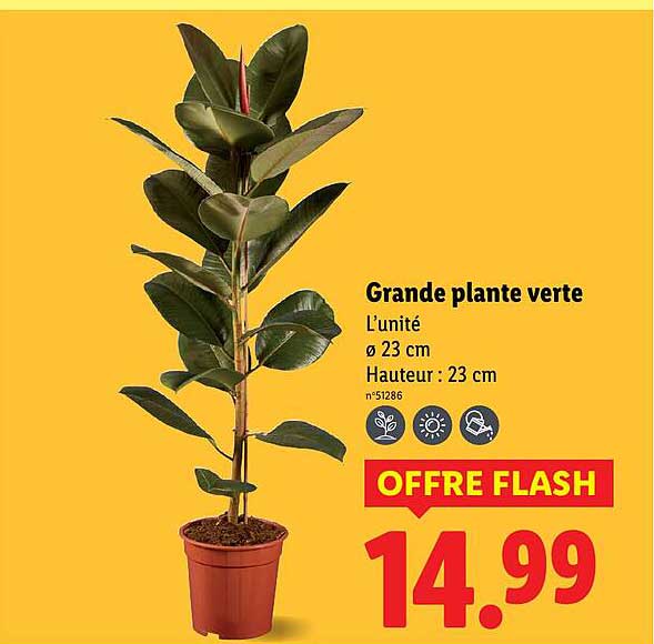 Grande plante verte