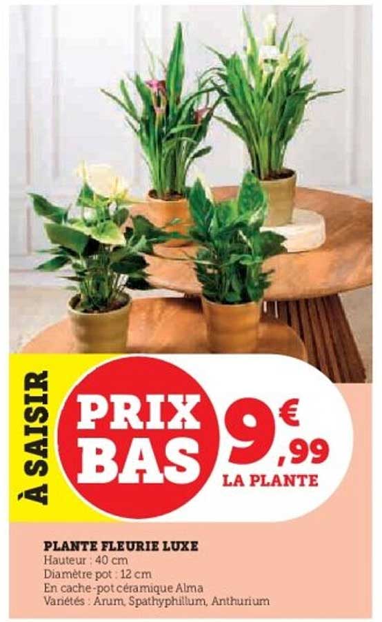 PLANTE FLEURIE LUXE