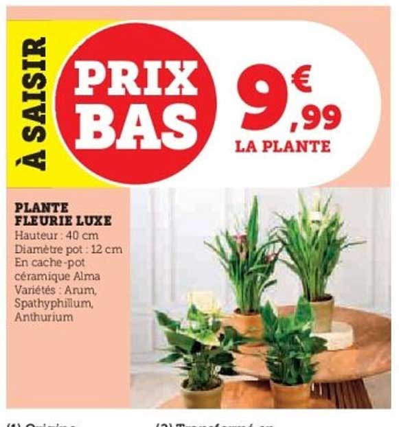 PLANTE FLEURIE LUXE