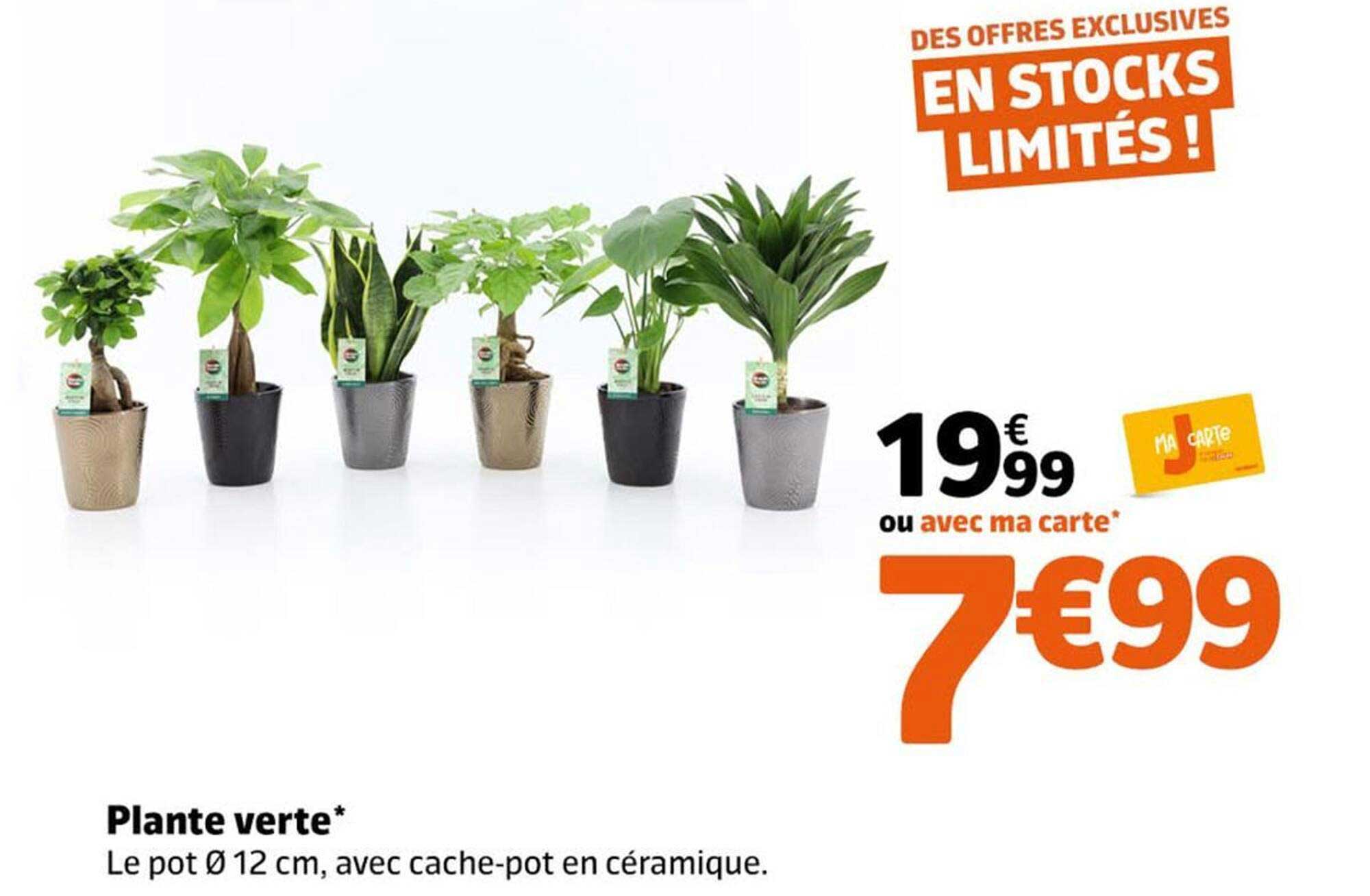 Plante verte*