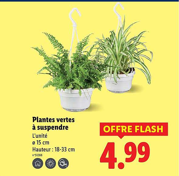 Plantes vertes à suspendre