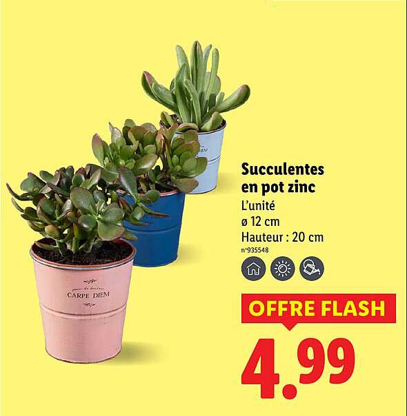 Succulentes en pot zinc