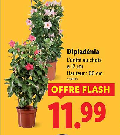 Dipladénia