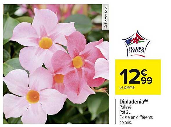 Dipladenia(h) Palissé - Pot 2L