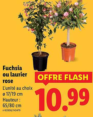 Fuchsia ou laurier rose