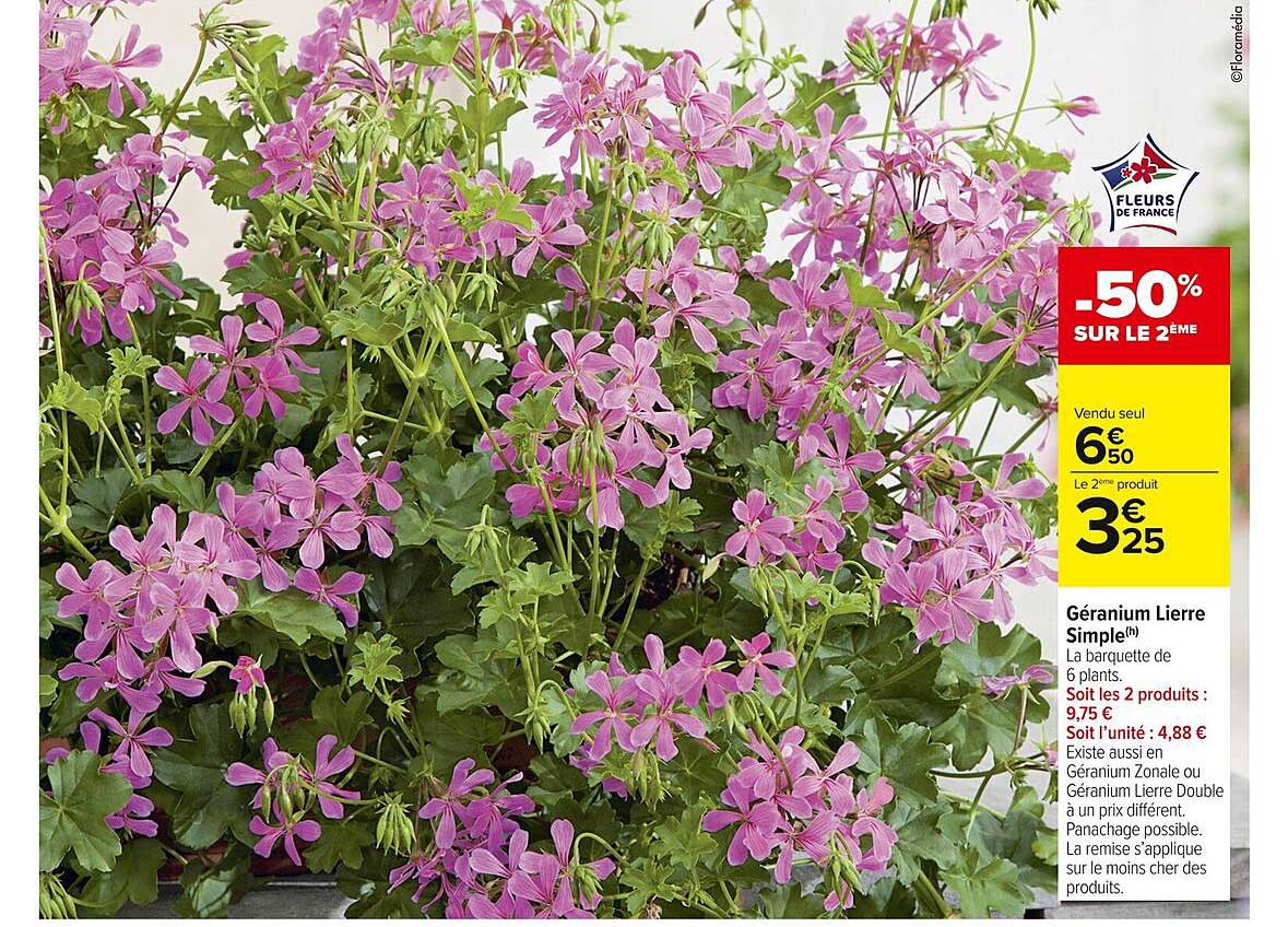 Géranium Lierre Simple