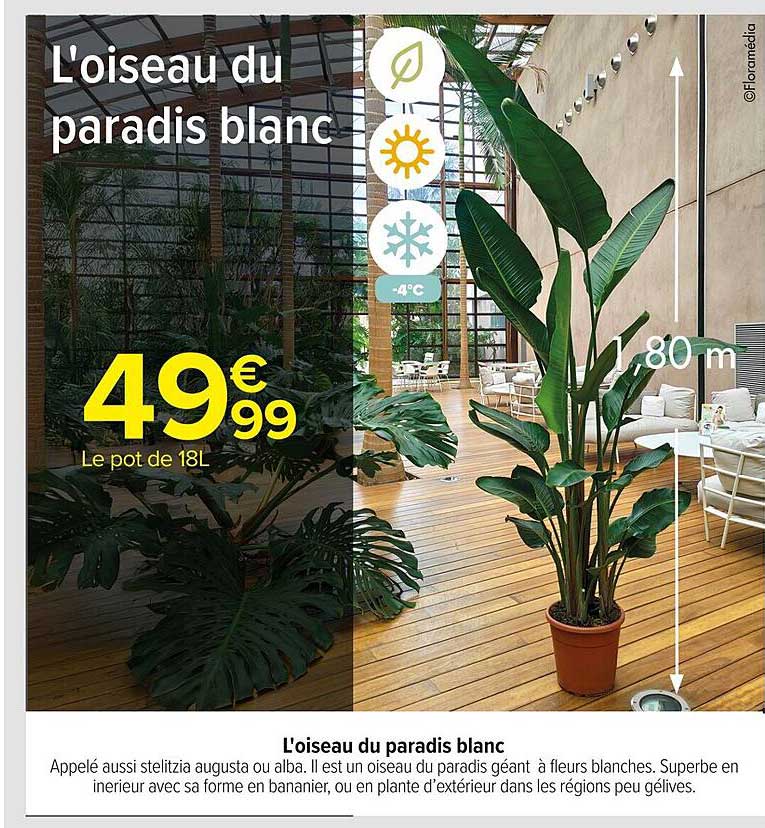 L'oiseau du paradis blanc